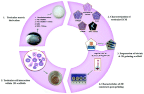 Graphical abstract: Artificial testis: a testicular tissue extracellular matrix as a potential bio-ink for 3D printing