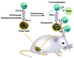 Graphical abstract: A highly stable multifunctional aptamer for enhancing antitumor immunity against hepatocellular carcinoma by blocking dual immune checkpoints