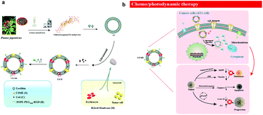 Graphical abstract: Hybrid-cell membrane-coated nanocomplex-loaded chikusetsusaponin IVa methyl ester for a combinational therapy against breast cancer assisted by Ce6