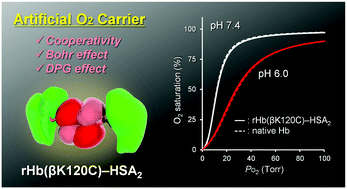 Graphical abstract: Haemoglobin(βK120C)–albumin trimer as an artificial O2 carrier with sufficient haemoglobin allostery