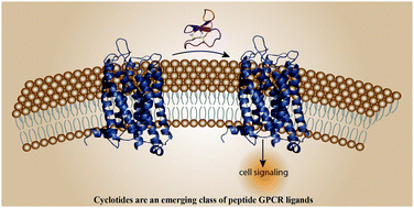 Graphical abstract: Harnessing cyclotides to design and develop novel peptide GPCR ligands