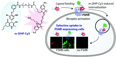Graphical abstract: Fluorescent small-molecule agonists as follicle-stimulating hormone receptor imaging tools
