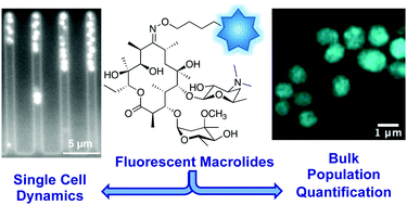 Graphical abstract: Fluorescent macrolide probes – synthesis and use in evaluation of bacterial resistance