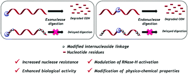 Graphical abstract: Modified internucleoside linkages for nuclease-resistant oligonucleotides