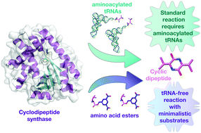 Graphical abstract: Bypassing the requirement for aminoacyl-tRNA by a cyclodipeptide synthase enzyme