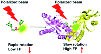 Graphical abstract: A STING-based fluorescent polarization assay for monitoring activities of cyclic dinucleotide metabolizing enzymes