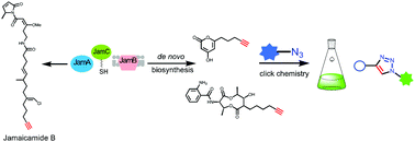 Graphical abstract: Biosynthesis of alkyne-containing natural products