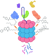 Graphical abstract: Protein degradation profile reveals dynamic nature of 20S proteasome small molecule stimulation