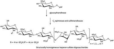 Graphical abstract: Investigation of the biological functions of heparan sulfate using a chemoenzymatic synthetic approach