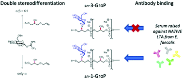 Graphical abstract: Generation of glucosylated sn-1-glycerolphosphate teichoic acids: glycerol stereochemistry affects synthesis and antibody interaction