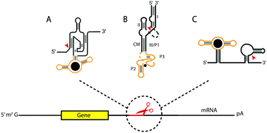 Graphical abstract: Self-cleaving ribozymes: substrate specificity and synthetic biology applications