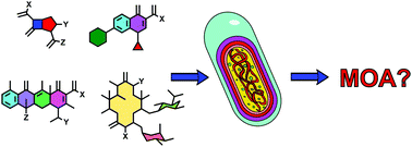 Graphical abstract: The pursuit of mechanism of action: uncovering drug complexity in TB drug discovery