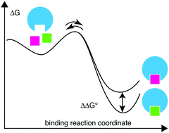 Graphical abstract: Mapping the energy landscape of protein–ligand binding via linear free energy relationships determined by protein NMR relaxation dispersion