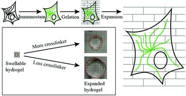 Graphical abstract: Improving resolving ability of expansion microscopy by varying crosslinker concentration