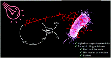 Graphical abstract: Polymyxin-based photosensitizer for the potent and selective killing of Gram-negative bacteria