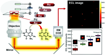 Graphical abstract: Observing the structure-dependent electrocatalytic activity of bimetallic Pd–Au nanorods at the single-particle level