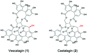 Graphical abstract: Vescalagin and castalagin reduce the toxicity of amyloid-beta42 oligomers through the remodelling of its secondary structure