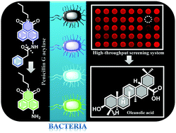 Graphical abstract: Visualization of penicillin G acylase in bacteria and high-throughput screening of natural inhibitors using a ratiometric fluorescent probe
