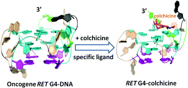 Graphical abstract: Colchicine selective interaction with oncogene RET G-quadruplex revealed by NMR
