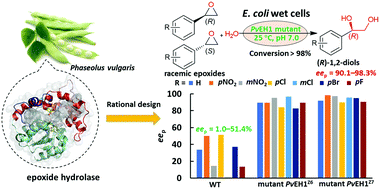 Graphical abstract: Manipulating regioselectivity of an epoxide hydrolase for single enzymatic synthesis of (R)-1,2-diols from racemic epoxides