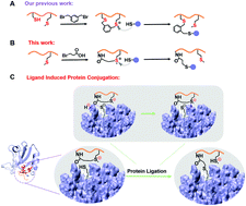 Graphical abstract: Intramolecular methionine alkylation constructs sulfonium tethered peptides for protein conjugation