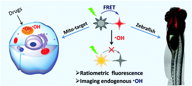 Graphical abstract: A new FRET probe for ratiometric fluorescence detecting mitochondria-localized drug activation and imaging endogenous hydroxyl radicals in zebrafish