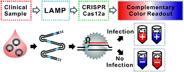 Graphical abstract: A sequence-specific plasmonic loop-mediated isothermal amplification assay with orthogonal color readouts enabled by CRISPR Cas12a