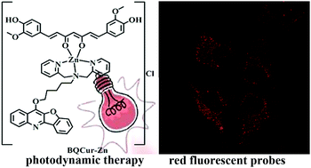 Graphical abstract: Imaging and therapeutic applications of Zn(ii)-cryptolepine–curcumin molecular probes in cell apoptosis detection and photodynamic therapy