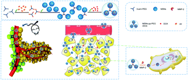 Graphical abstract: Construction of a novel “ball-and-rod” MSNs-pp-PEG system: a promising antitumor drug delivery system with a particle size switchable function