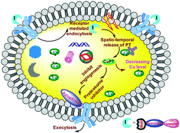 Graphical abstract: An improved tumor-specific therapeutic strategy by the spatio-temporally controlled in situ formation of a Cu(ii) complex, leading to prompt cell apoptosis via photoactivation of a prodrug