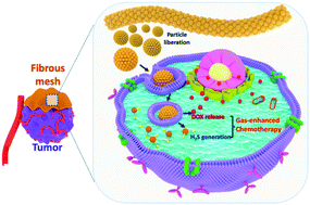 Graphical abstract: Zinc sulfide nanoparticle-decorated fibre mesh to enable localized H2S-amplified chemotherapy