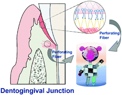 Graphical abstract: Fabrication of a multifunctional hydrogel with a robust interface bioinspired by the structure of the dentogingival junction