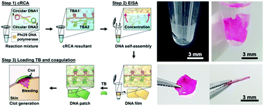 Graphical abstract: An enzymatically self-assembled DNA patch for enhanced blood coagulation