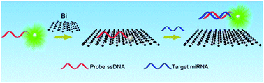 Graphical abstract: Ultrasensitive detection of microRNA using a bismuthene-enabled fluorescence quenching biosensor