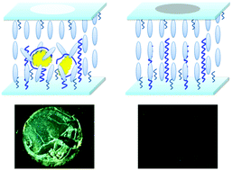 Graphical abstract: A novel, label-free liquid crystal biosensor for Parkinson's disease related alpha-synuclein