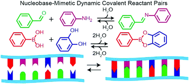 Graphical abstract: Sequence-directed dynamic covalent assembly of base-4-encoded oligomers