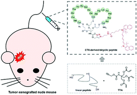 Graphical abstract: Chlorotoxin-derived bicyclic peptides for targeted imaging of glioblastomas