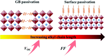 Graphical abstract: Correlating alkyl chain length with defect passivation efficacy in perovskite solar cells