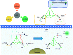 Graphical abstract: A DNA tetrahedron-based molecular computation device for the logic sensing of dual microRNAs in living cells