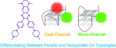 Graphical abstract: New fluorescent light-up quinoxalines differentiate between parallel and nonparallel G-quadruplex topologies using different excitation/emission channels