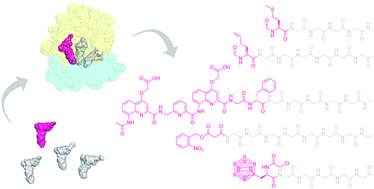 Graphical abstract: Initiating ribosomal peptide synthesis with exotic building blocks