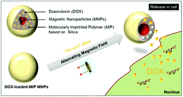 Graphical abstract: Controlled drug delivery for cancer cell treatment via magnetic doxorubicin imprinted silica nanoparticles