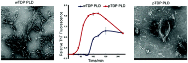 Graphical abstract: Uncovering the pathological functions of Ser404 phosphorylation by semisynthesis of a phosphorylated TDP-43 prion-like domain