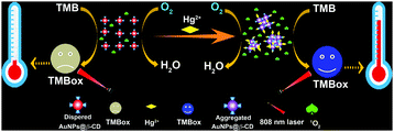 Graphical abstract: Simply translating mercury detection into a temperature measurement: using an aggregation-activated oxidase-like activity of gold nanoparticles