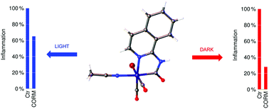 Graphical abstract: Ferracyclic carbonyl complexes as anti-inflammatory agents