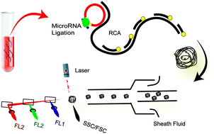 Graphical abstract: Homogeneous multiplexed digital detection of microRNA with ligation-rolling circle amplification