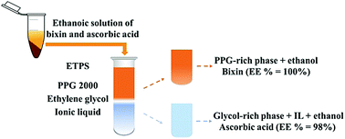 Graphical abstract: Development of an ethanolic two-phase system (ETPS) based on polypropylene glycol 2000 + ethylene glycol + ethanol for separation of hydrophobic compounds