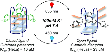 Graphical abstract: Visible-light photoswitching of ligand binding mode suggests G-quadruplex DNA as a target for photopharmacology