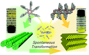 Graphical abstract: Hydrogen bond-directed supramolecular polymorphism leading to soft and hard molecular ordering