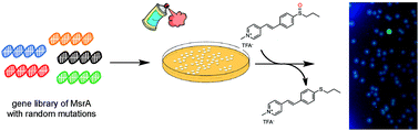 Graphical abstract: Development of a simple high-throughput assay for directed evolution of enantioselective sulfoxide reductases